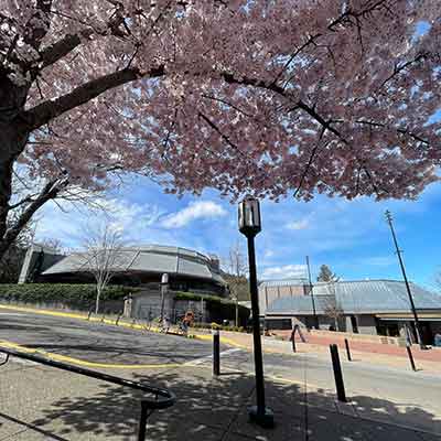 Cherry blossom tree with building in the background