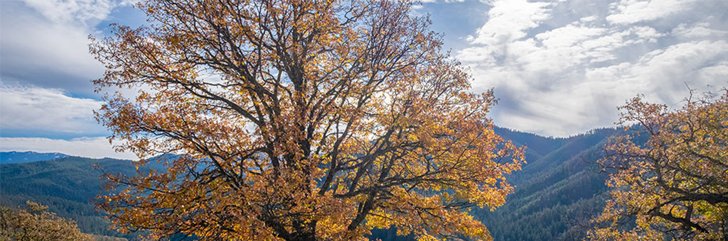 A large tree with orange autumn leaves stands against a backdrop of rolling forested mountains under a partly cloudy sky.
